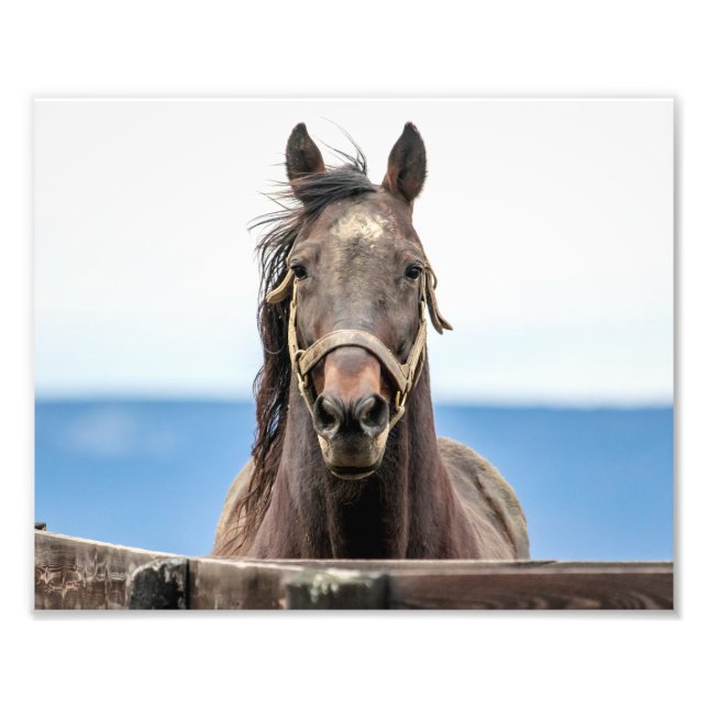 Impression Photo 10x8 Portrait d'un cheval (Devant)