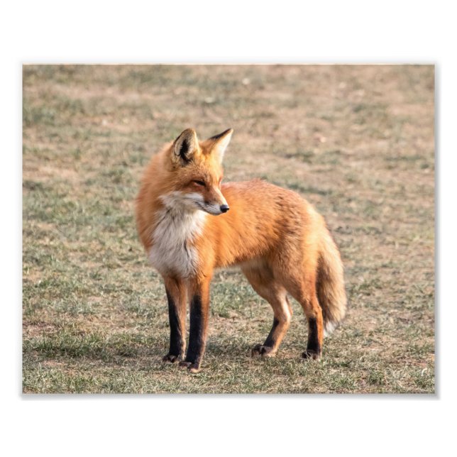 Impression Photo 10x8 Renard rouge dans un champ (Devant)