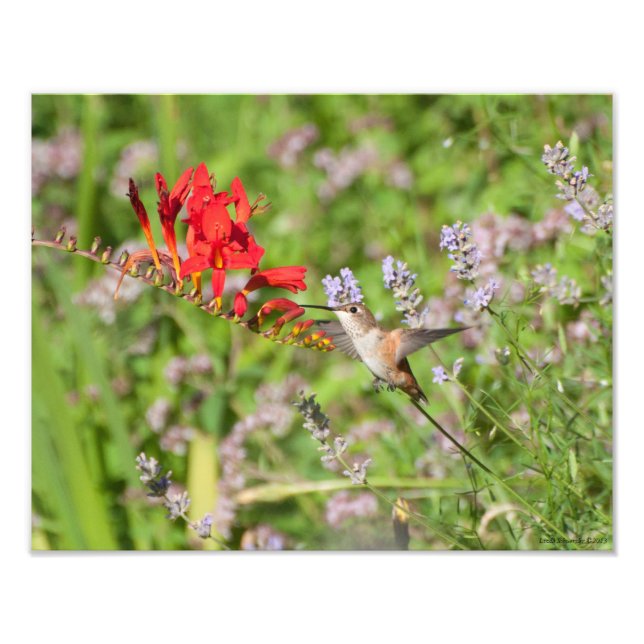 Impression Photo 11X14 Amoureux des colibris (Devant)