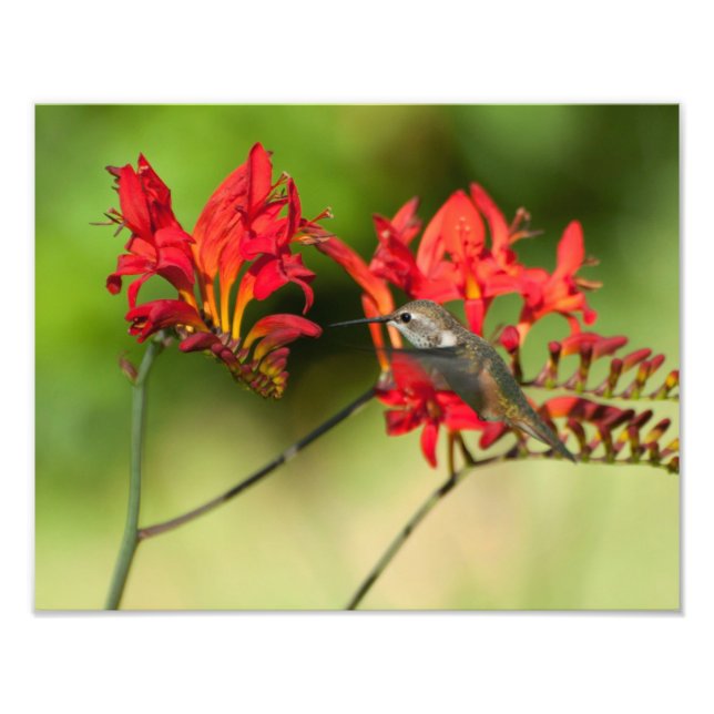 Impression Photo 11X14 Amoureux des colibris (Devant)