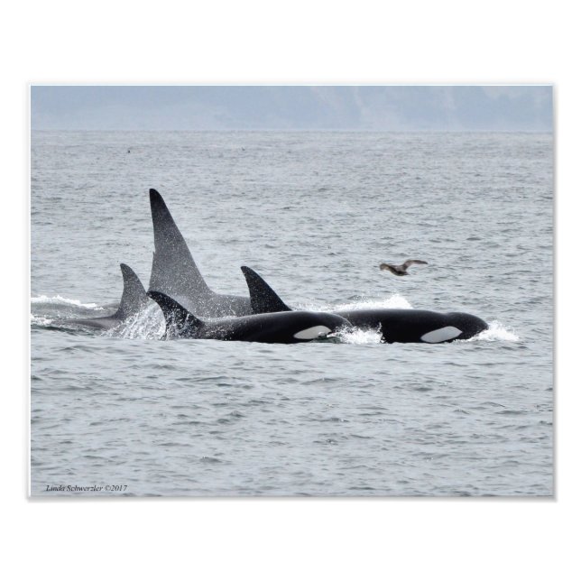 Impression Photo 11X14 Orca Whales - Quatre à l'unisson avec un mou (Devant)