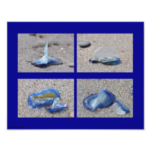 Impression Photo 11X14 Velella Jellyfish