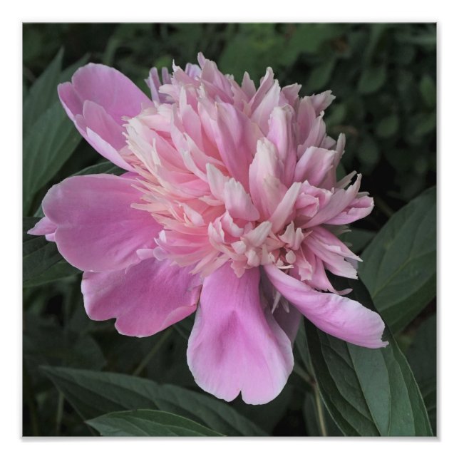 Impression Photo 12"x12" Pink Peony (Devant)