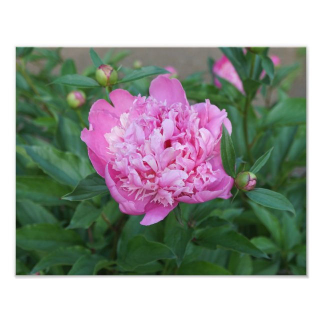 Impression Photo 14"x11" Pink Peony (Devant)