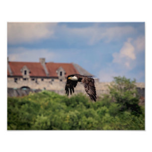 Impression Photo 14x11 Aigle Bald passant par Fort Ticondéroga