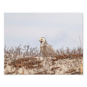 Impression Photo 14x11 Chouette neige assise sur la plage