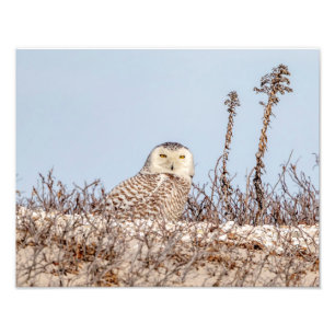 Impression Photo 14x11 Chouette neige assise sur la plage