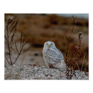 Impression Photo 14x11 Chouette neige assise sur un rocher