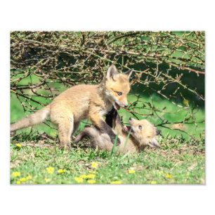 Impression Photo 14x11 Kits Red Fox Jouer