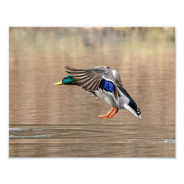 Impression Photo 14x11 Mallard Canard en vol (Devant)