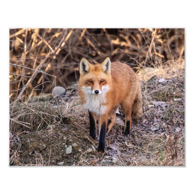 Impression Photo 14x11 Red Fox haut proche et personnel (Devant)