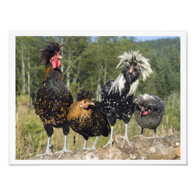 Impression Photo 16 X 12 Quatre Poulets Polonais (Devant)