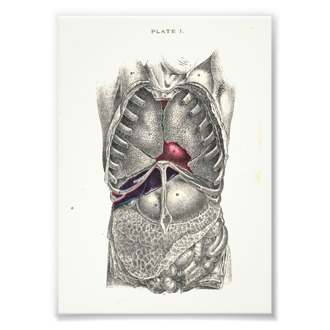 Impression Photo 1895 Anatomie humaine Imprimer l'abdomen (Devant)