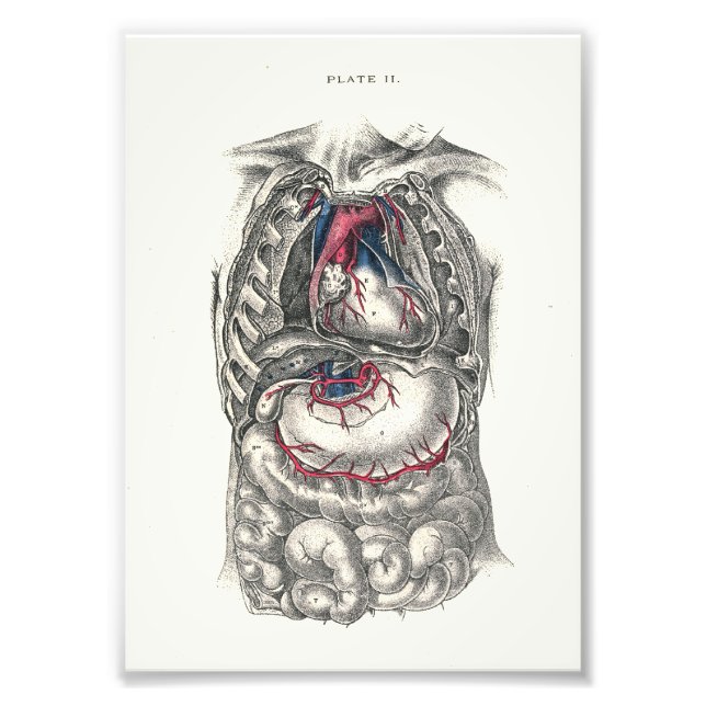 Impression Photo 1895 Anatomie humaine Print Heart (Devant)