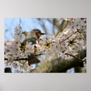 Impression photo 18x12 Cerisier Fleurit Oiseau Jej