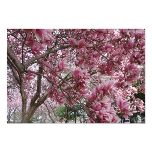Impression Photo 19"" grande magnolia x13 rose