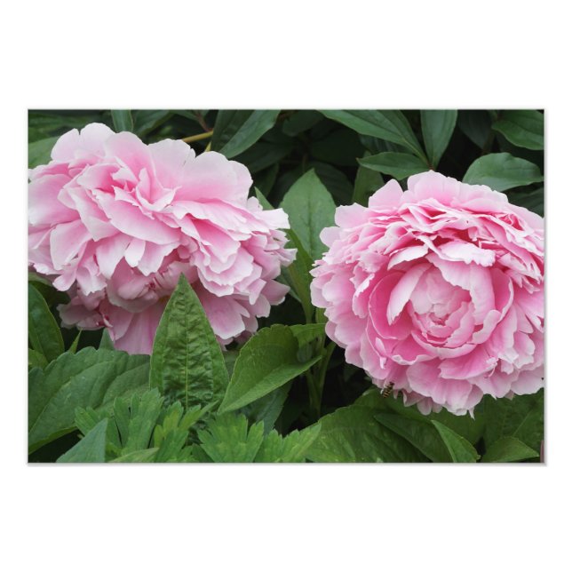 Impression Photo 19 pivoines roses x13 (Devant)