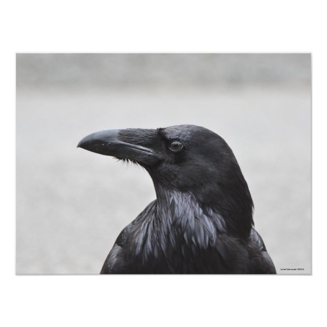 Impression Photo 24X18 Raven le Magnifique! (Devant)
