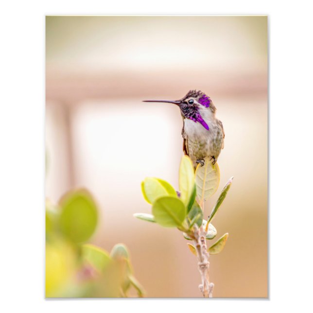 Impression Photo 3037-Colibri assis sur une feuille (Devant)