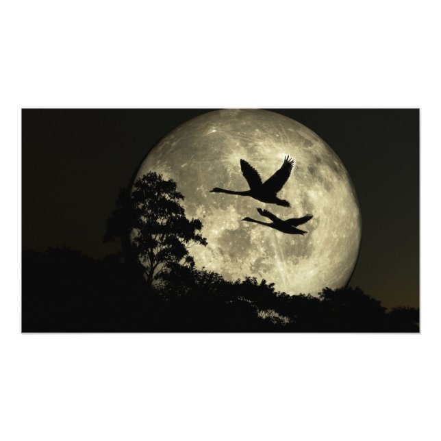 Impression Photo 30 x 24 paper poster: "Swans in the Moonlig" image (Devant)