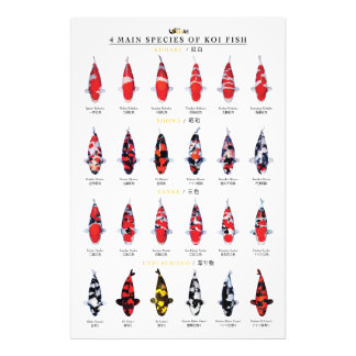 Impression Photo 4 main species of koi fish