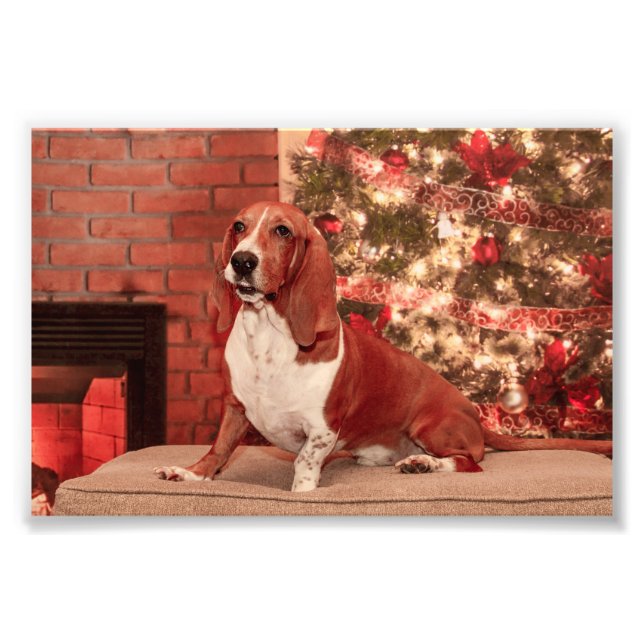 Impression Photo 4x6 Hound à Noël (Devant)