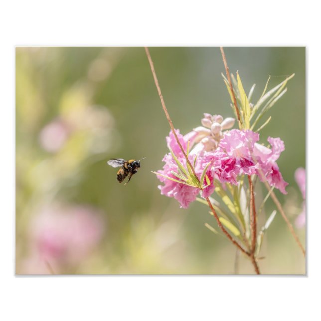 Impression Photo 5370-Bee Flying Toward Flower (Devant)