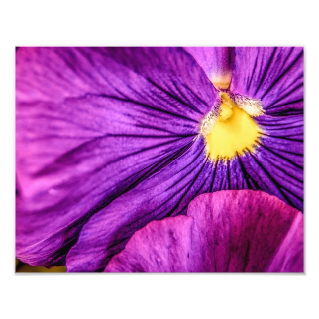 Impression Photo 5884-Purple Pansy (Devant)