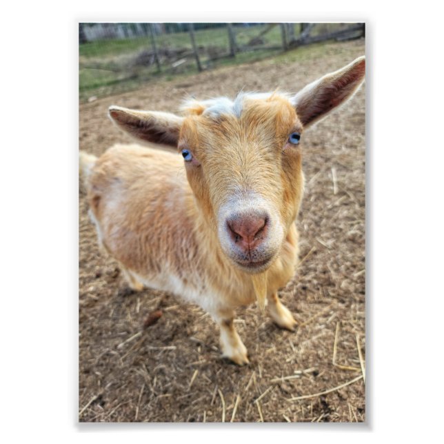 Impression photo 5 po x 7 po || Ginger (Devant)