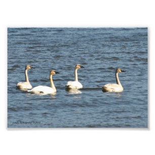 Impression Photo 5 X 7 Cygnes trompettes