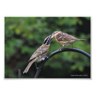 Impression Photo 5X7 Grosbeak Mère et jeune