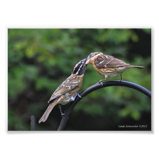 Impression Photo 5X7 Grosbeak Mère et jeune (Devant)