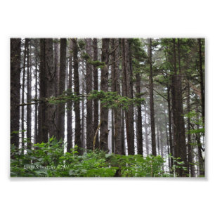 Impression Photo 5X7 La Push 2nd Beach Trail