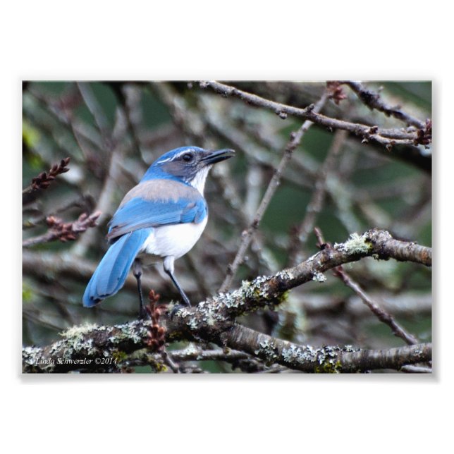 Impression Photo 5X7 Western Blue Jay (Devant)