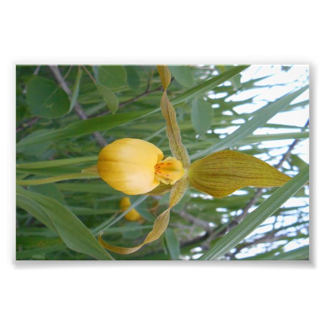 Impression photo 6x4 (Devant)