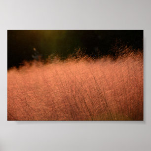 Impression photo 6x4 Muhly rose Jeju-do Corée du S