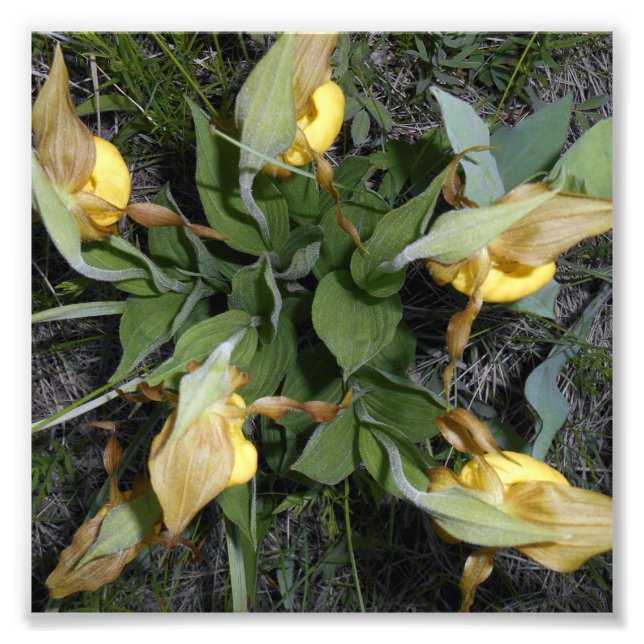 Impression photo 6x6 (Devant)