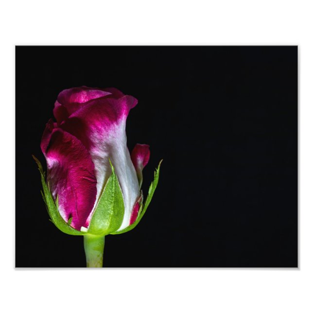 Impression Photo 7019-Rose blanche pointue rouge (Devant)