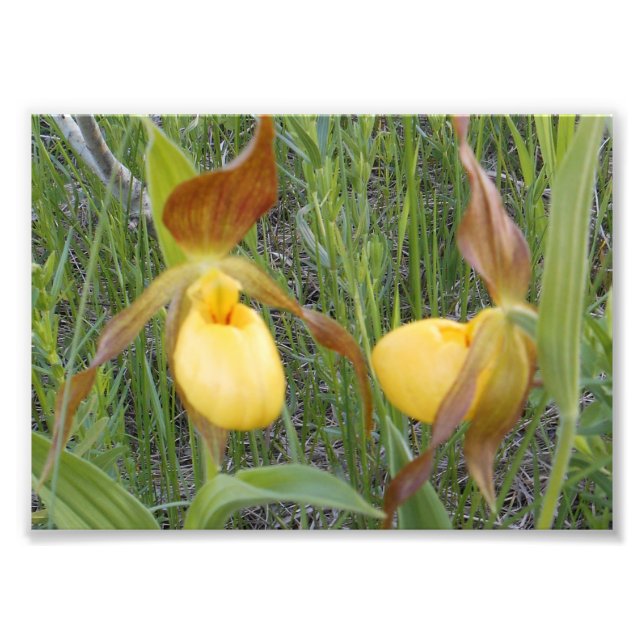 Impression photo 7x5 (Devant)