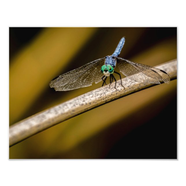 Impression Photo 8379-2-libellule bleu (Devant)