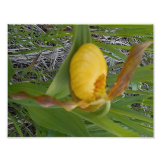 Impression photo 8,5 x 11