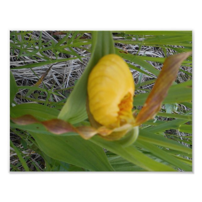 Impression photo 8,5 x 11 (Devant)