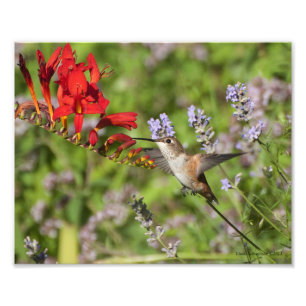 Impression Photo 8X10 Amoureux des colibris