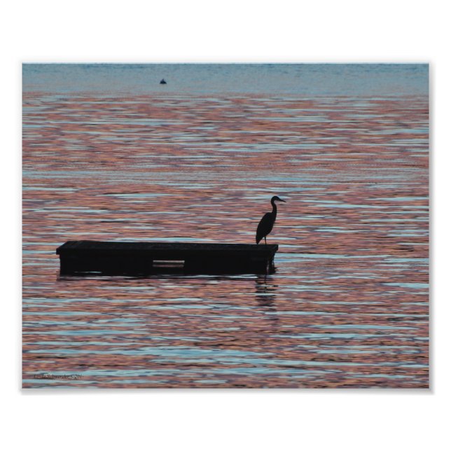 Impression Photo 8X10 Grand Héron Bleu Silouhette (Devant)