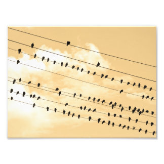 Impression Photo 91(1) oiseaux