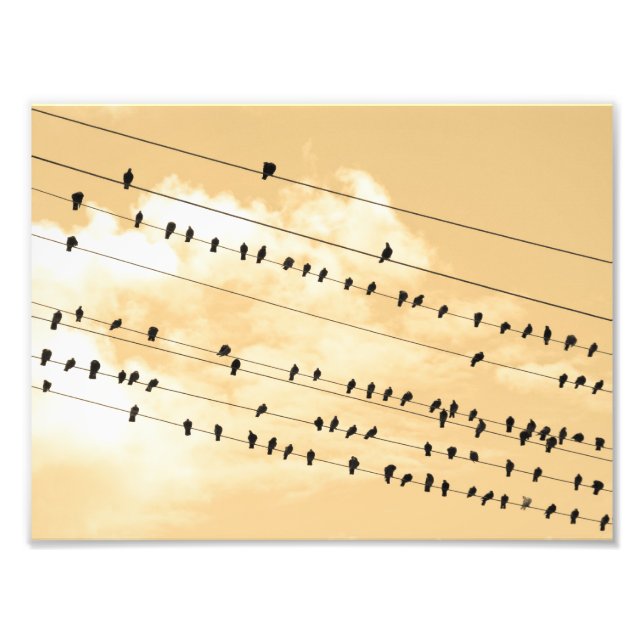 Impression Photo 91(1) oiseaux (Devant)