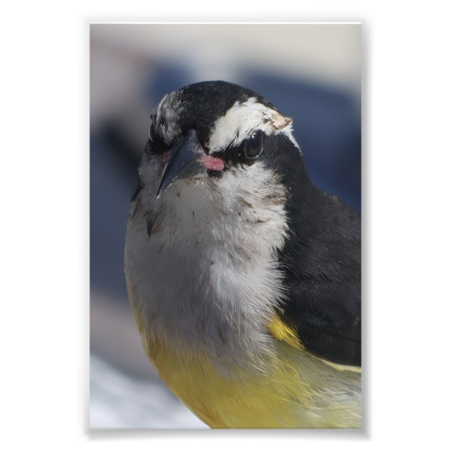 Impression Photo A Bananaquit ~ Yes I am, looking at you.   (Devant)