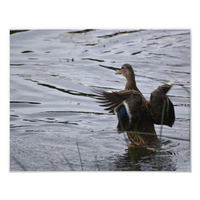Impression Photo A Mallard duck flapping her wings. (Devant)
