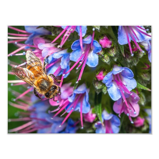Impression Photo Abeille affairée (Devant)