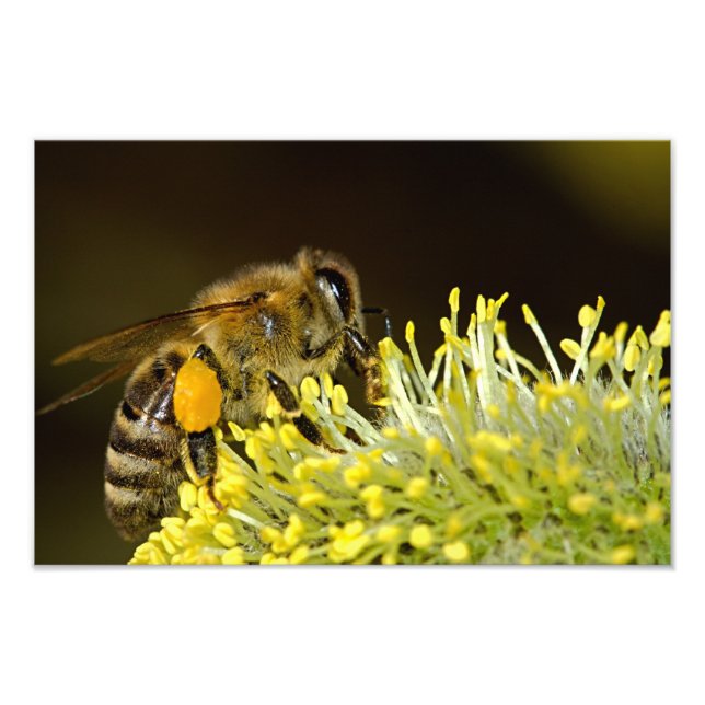Impression Photo Abeille au travail (Devant)